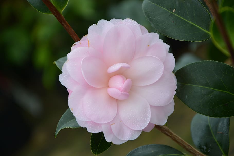 closeup, photography, pink, camellia, rose, flower, flower pale pink, camellia pink, plant, leaf