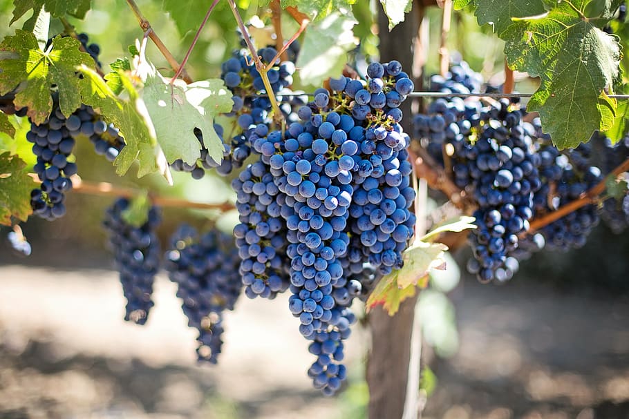 blueberry fruits, purple grapes, vineyard, napa valley, napa vineyard, grapes, vine, grapevines, wine grapes, grape
