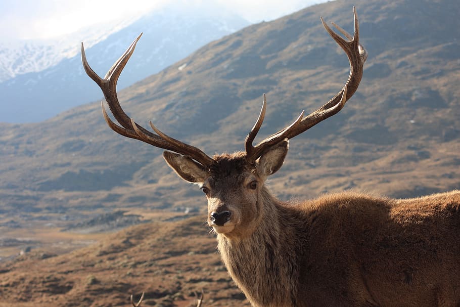 adult, male, stag, daytime, red, deer, kinlochourn, animal themes, animal, animal wildlife