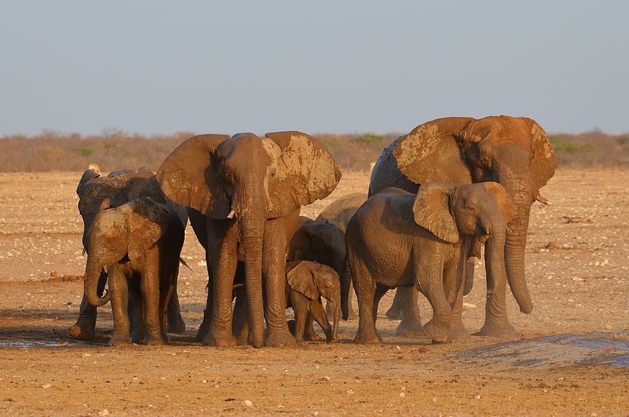 사막의 코끼리, 코끼리, 에토 샤, 아프리카, 나미비아, 웅덩이, 아프리카 부시 코끼리, 에토 샤 국립 공원, 동물 야생 동물, 야생 동물