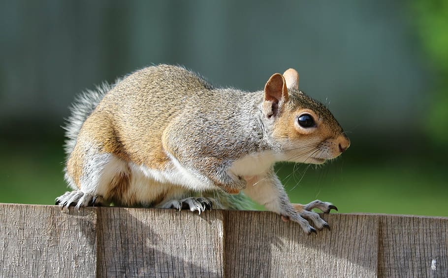 brown, squirrel, wooden, fence, daytime, grey, fur, cute, mammal, rodent