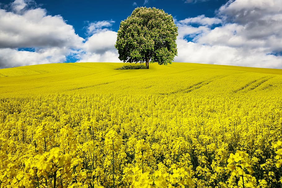 bed, yellow, flowers, spring, rape blossom, field of rapeseeds, blossom, bloom, field, landscape