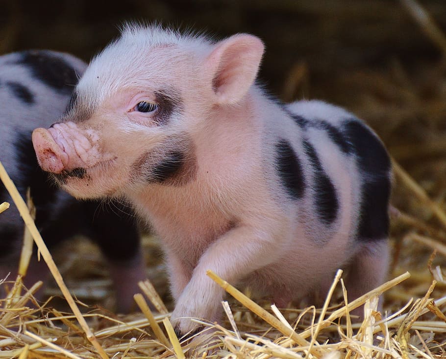 white-and-black piglets, piglet, wildpark poing, baby, small pigs, cute, sweet, funny, mini, play