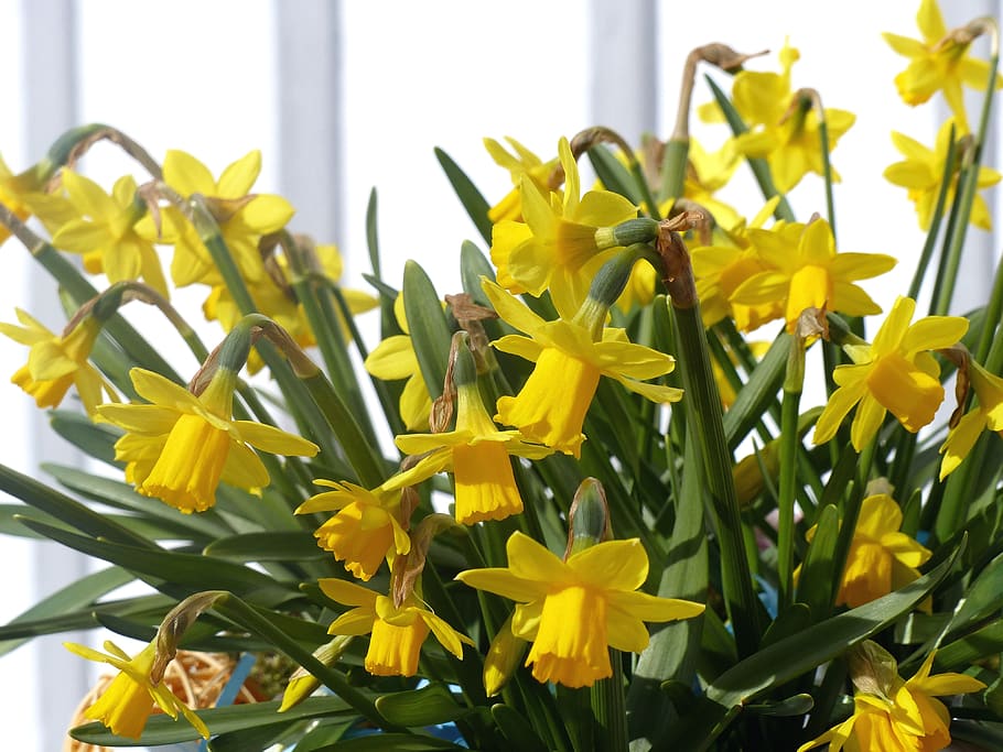 easter lilies, spring, yellow, wall, garden, easter, flowering plant, flower, freshness, plant