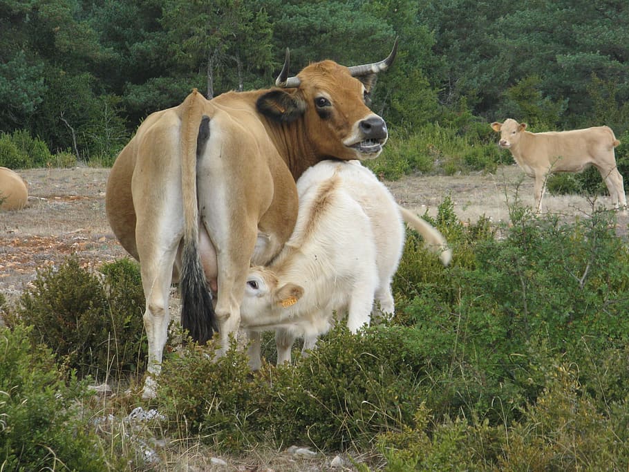 cow, breastfeeding, agriculture, mammal, group of animals, animal, animal themes, plant, domestic animals, domestic