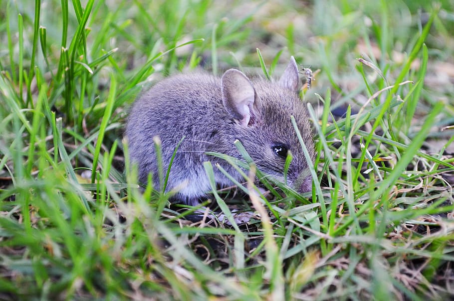 Royalty Free Baby Mouse Photos Free Download Pxfuel