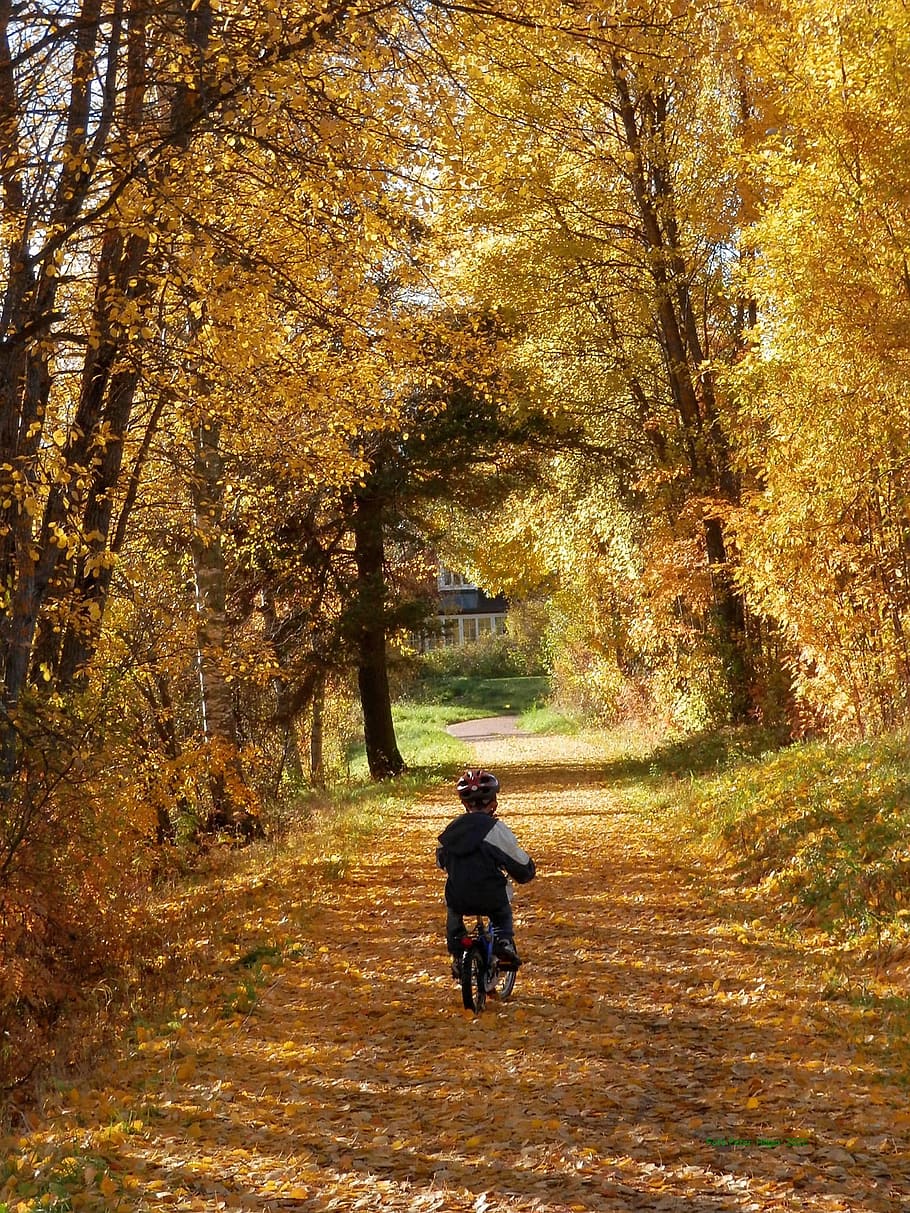 child, riding, bicycle, road, brown, leaf tree, daytime, on road, road between, leaf