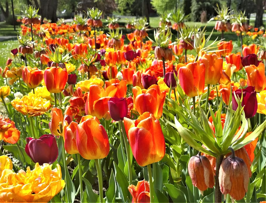 tulipanes, flores, primavera, jardín, parque, plantación, tulipán, planta, amarillo, naranja