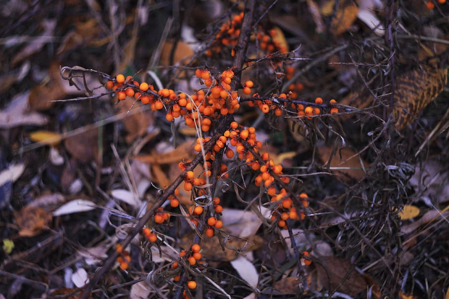 sea-buckthorn, color, berry, wild, nature, inflorescence, orange, clearance, plant, land