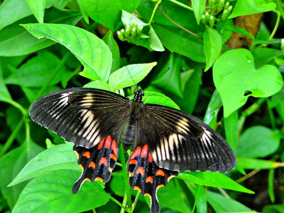 Mariposa, salvaje, grande, naturaleza, animal, vida silvestre, insecto, mosca, color, verano