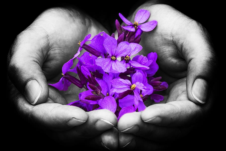 purple, petaled flower, person, open, palm, hands, color, skin, design, white