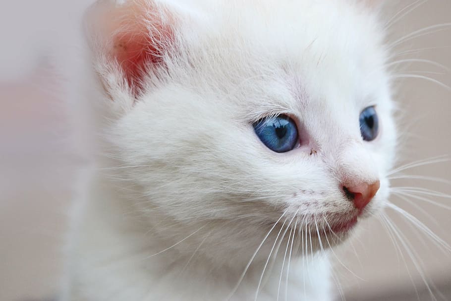 closeup, persian kitten, cat, blue eyes, animal, eyes, fur, white, white cute, kitten