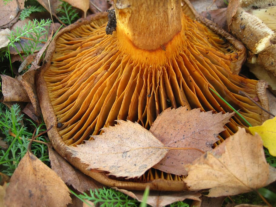 bare shuffletruffle, tube fins, paxillus involutus, mushroom genus, firs, mushroom, autumn, forest, nature, forest mushroom
