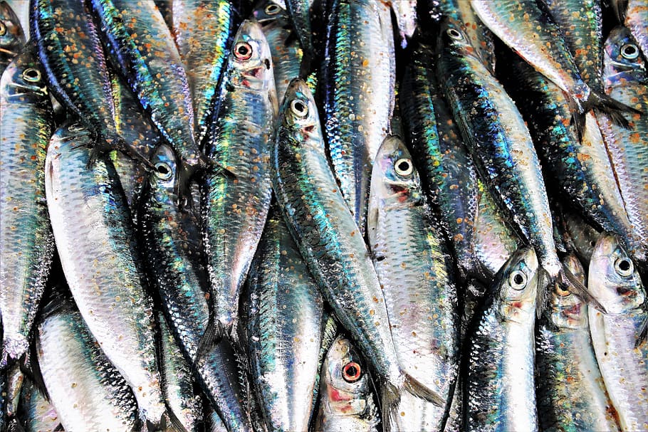 mercado de peixe, brilho, cinza, morto, frutos do mar, peixe, alimentação, sardinha, natureza, saudável