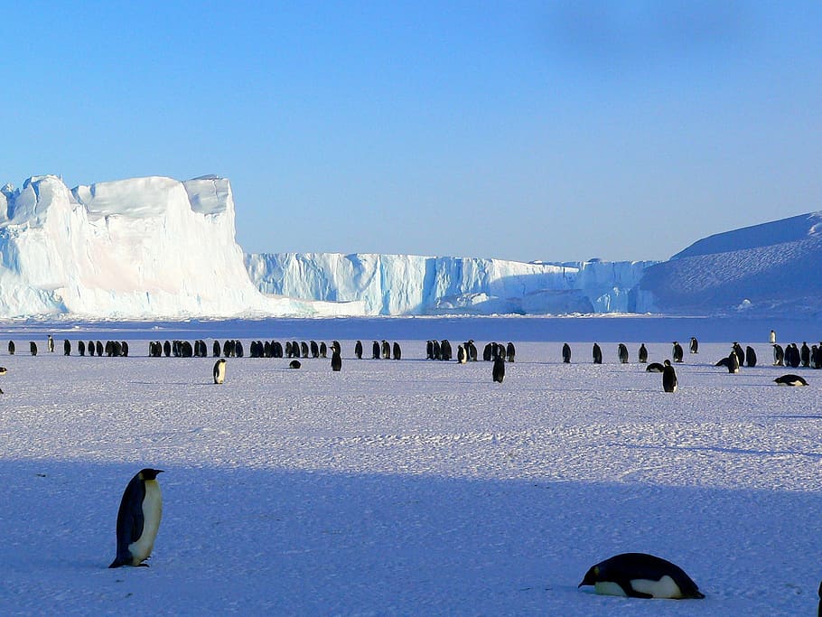 Colony, Penguins, Antarctica, birds, ice, iceberg, penguin, public domain, snow, tundra