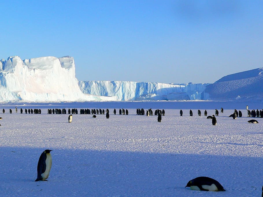 grupo, pingüinos, rodeado, glaciar, emperador, antártico, vida, animales, lindo, hielo