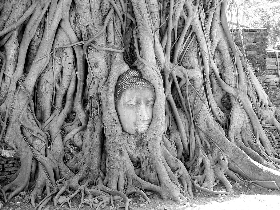 ayutthaya, temple, Ayutthaya, Temple, religion, spirituality, root, sculpture, statue, history, human representation