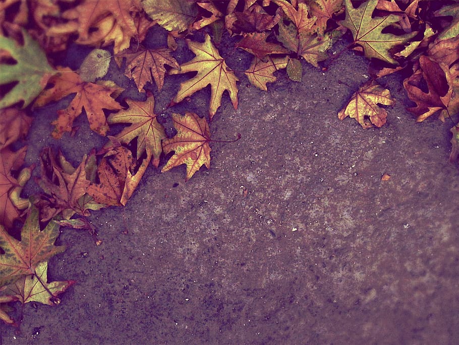 autumn, fall, leaves, nature, ground, leaf, plant part, change, day, high angle view
