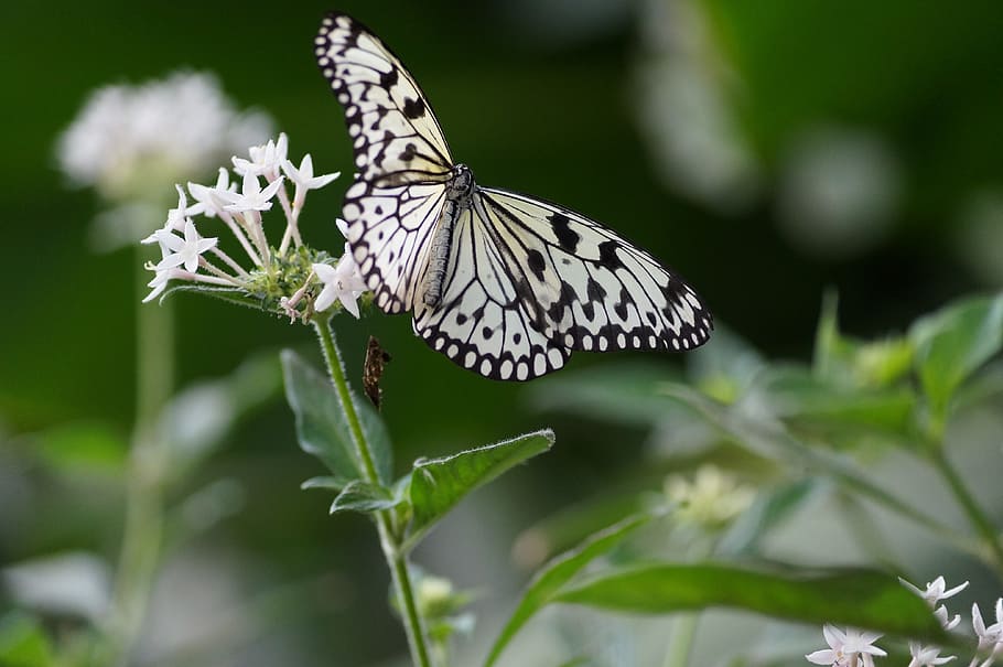 paper kite butterfly perching, white, flower, butterfly, nature, tropical, forage, white butterfly, insect, animal themes