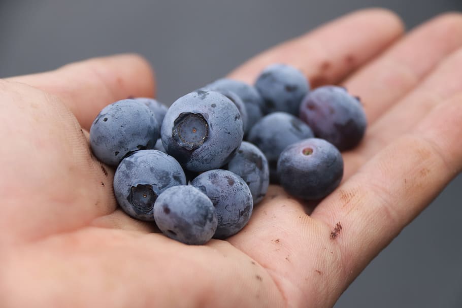 berries on hand, blue berries, berries, blueberries, blueberry, fruit, blue, berry, food, fresh