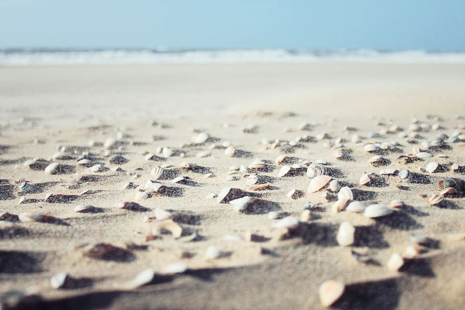 sentado, areia, praia, conchas do mar, natureza, costa, paisagem, natural, oceano, mar
