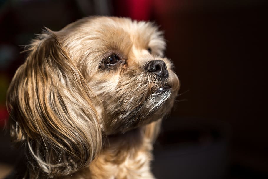 adult, brown, shih tzu, pet, puppy, dog, animal, one animal, canine, domestic