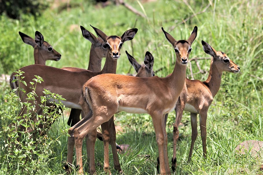 impala, doe, female, herd, lamb, young, animal, kruger national park, south, africa