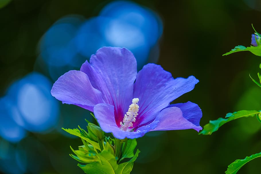 hibisco, violeta, flor, familia familia malva, floración, naturaleza, planta floreciendo, belleza en la naturaleza, planta, frescura