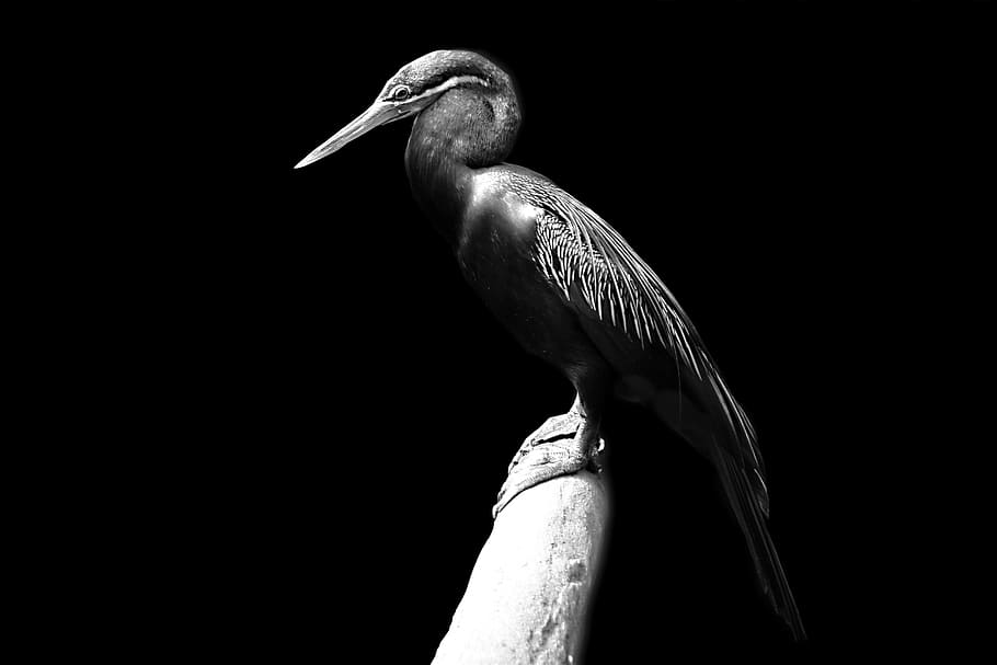 grayscale photo, bird, perched, branch, african darter, anhinga rufa, black and white, water bird, one animal, animal wildlife
