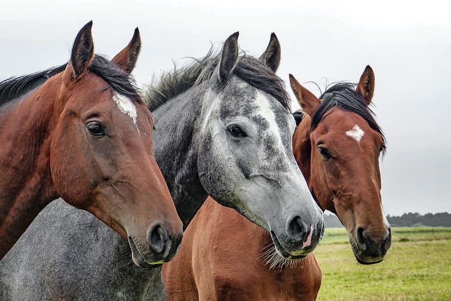 closeup, foto, dua, coklat, satu, abu-abu, kuda, kuda abu-abu, kepala kuda, hewan