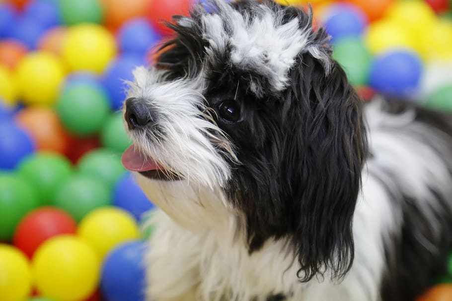 dog, puppy, shih tzu, tibetan terrier, havanese, dwarf dog, dogs playing, dog toy, ball pit, balls