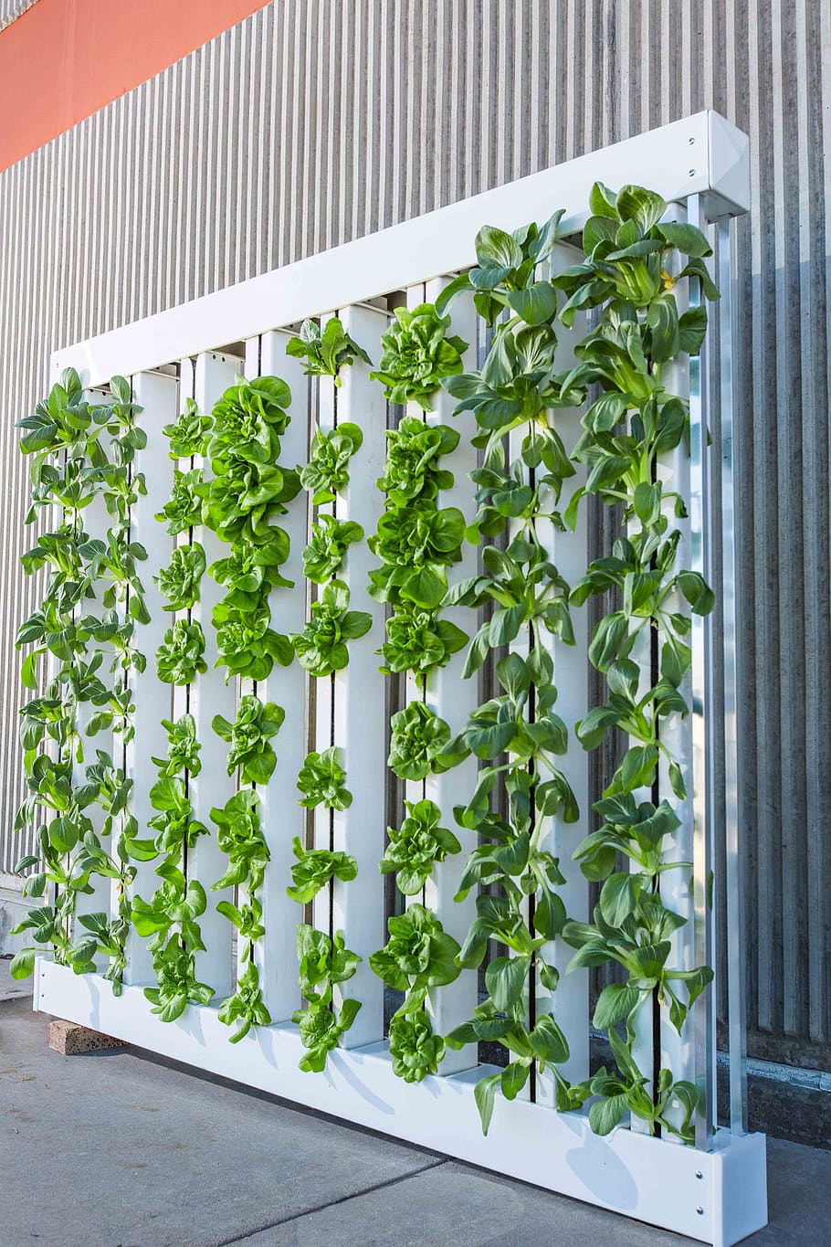 granja vertical, pared verde, bok choy, lechuga, hidroponía, planta, crecimiento, color verde, naturaleza, día