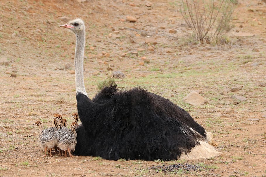 avestruces bebé, ramo de bebés, bebés animales, pájaros, aves no voladoras, aves, sudáfrica, ramo, áfrica, vida silvestre