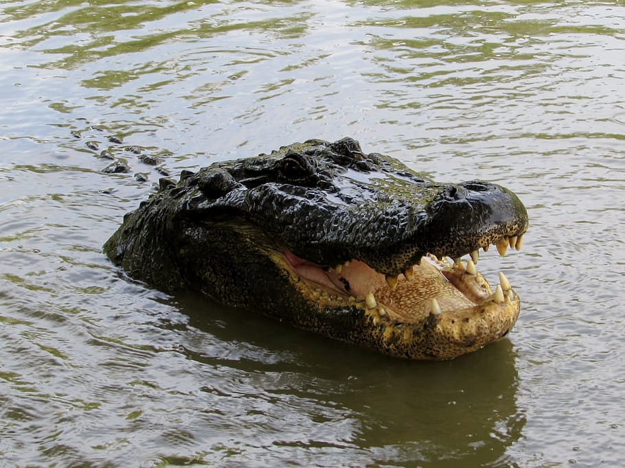 Louisiana, Alligator, Bayou, Swamp, one animal, danger, reptile, animal wildlife, mouth open, crocodile