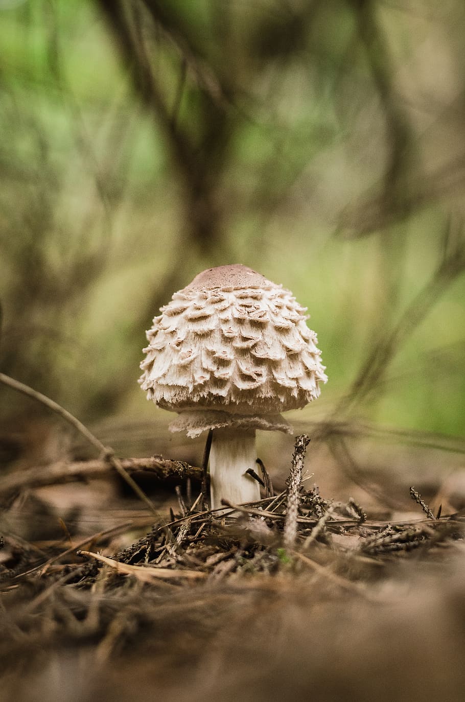 mushroom, forest, nature, mushrooms, moss, cap, forest floor, forest mushroom, macro, close up