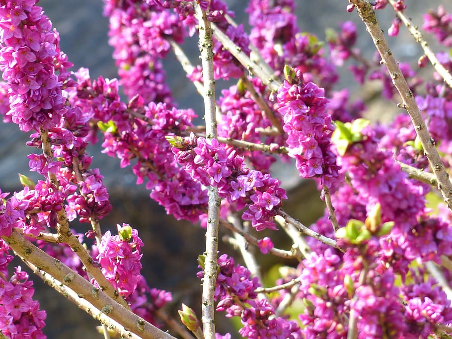 Daphne, Smell, Bloom, Violet, Purple, branch, plant, blossom, spring, harbinger of spring