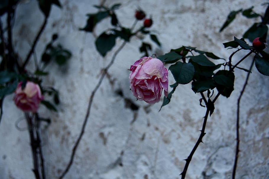 rosas, rosas rosadas, rosa, naturaleza, hermosa, imagen de la flor, flor, amor, color, flor rosada