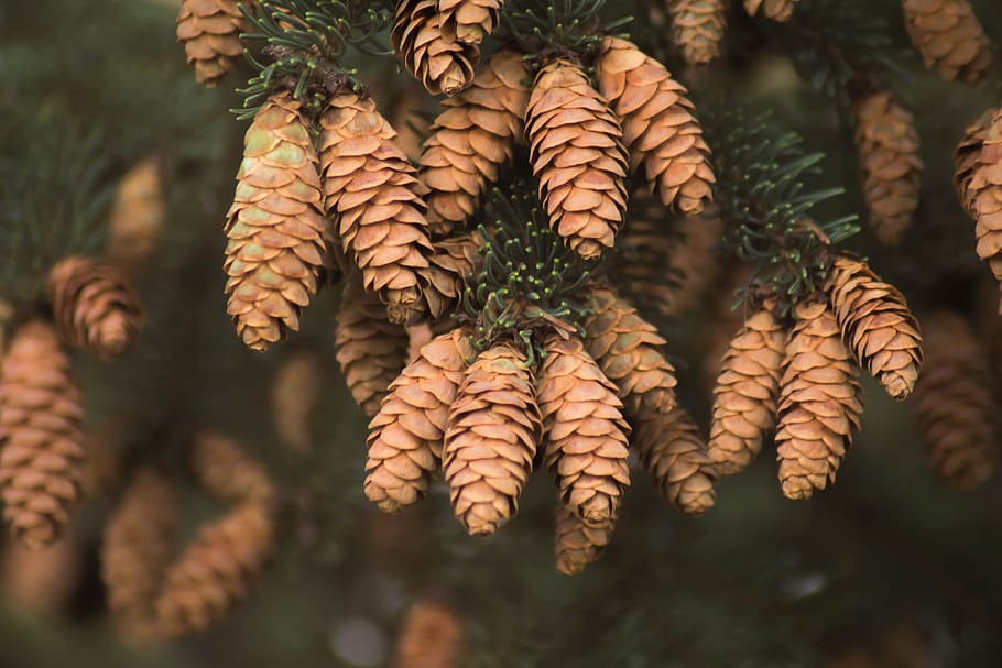 spruce, cones, needles, tree, plant, growth, close-up, nature, focus on foreground, day