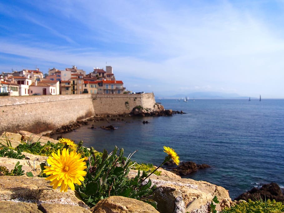 yellow, petaled flowers, large, body, water, Dandelion, Antibes, French Riviera, france, coast