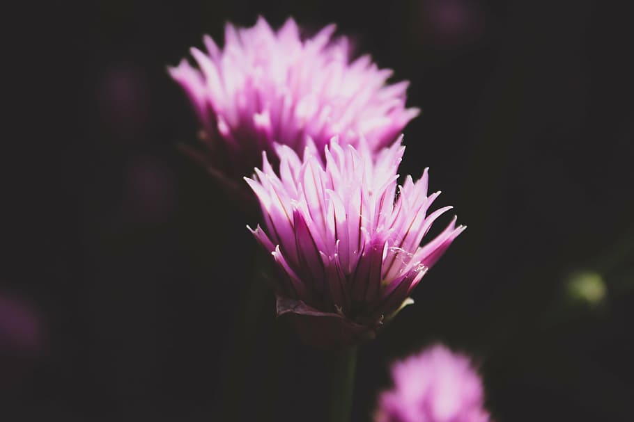close-up photo, pink, flowers, close, purple, petaled, flower, petals, nature, dark