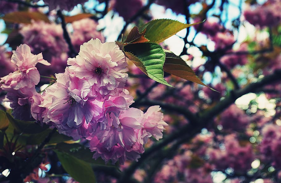 bunga sakura, musim semi, bunga-bunga, bunga merah muda, alam, merapatkan, Flora, Bunga, taman, pohon