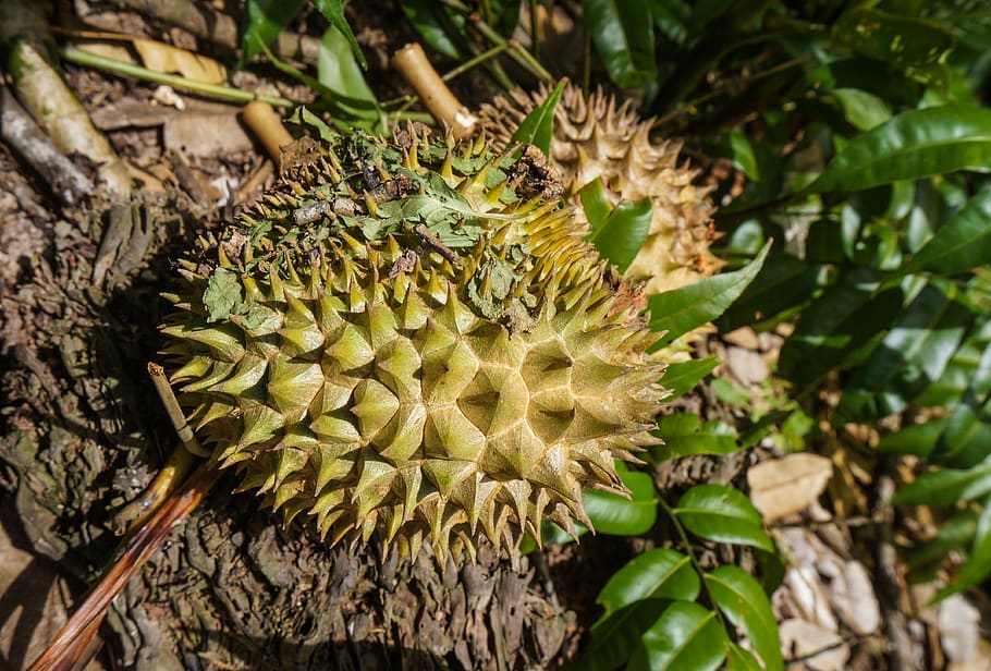 fruit, durian, tropical, delicious, nature, smelly, thorn, tasty, growth, plant