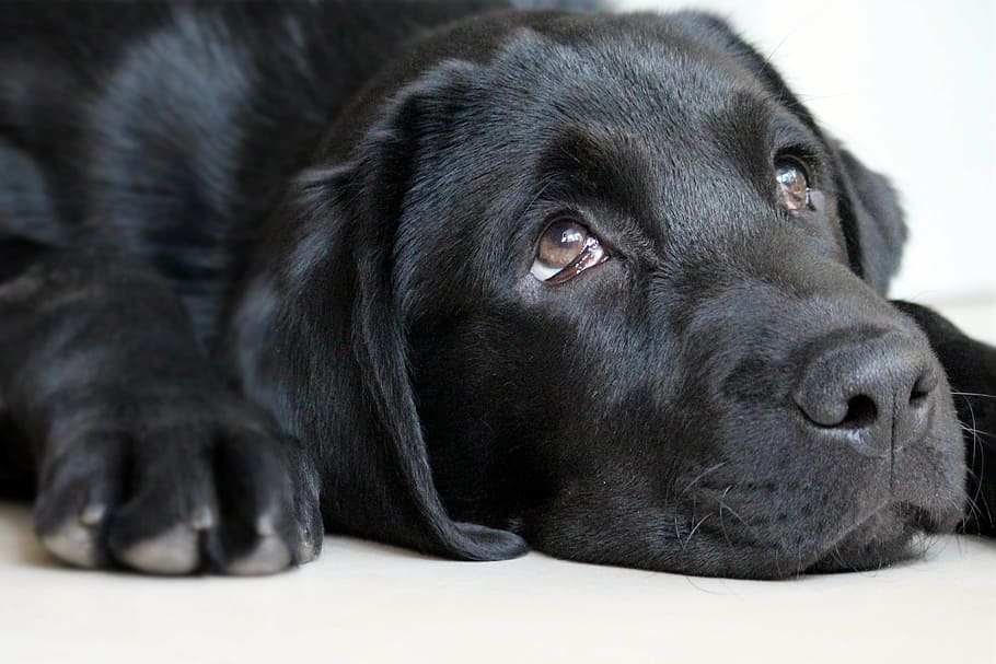 close, adult, black, labrador retriever, looking, faced with guilt, dog, cute, animal, trance