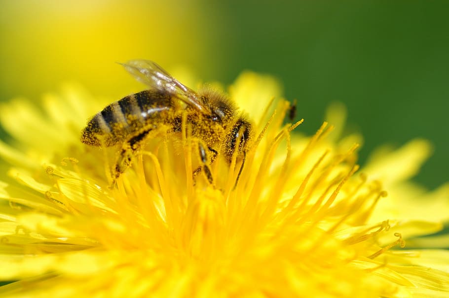 選択的, フォーカス写真, ミツバチ止まり木, 黄色, 花, 蜂, 常に, 花粉, 昆虫, 自然