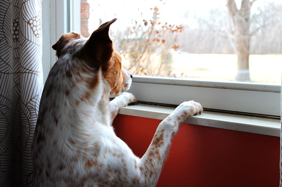 shallow, focus photography, brown, white, dog, standing, front window, daytime, orange, short