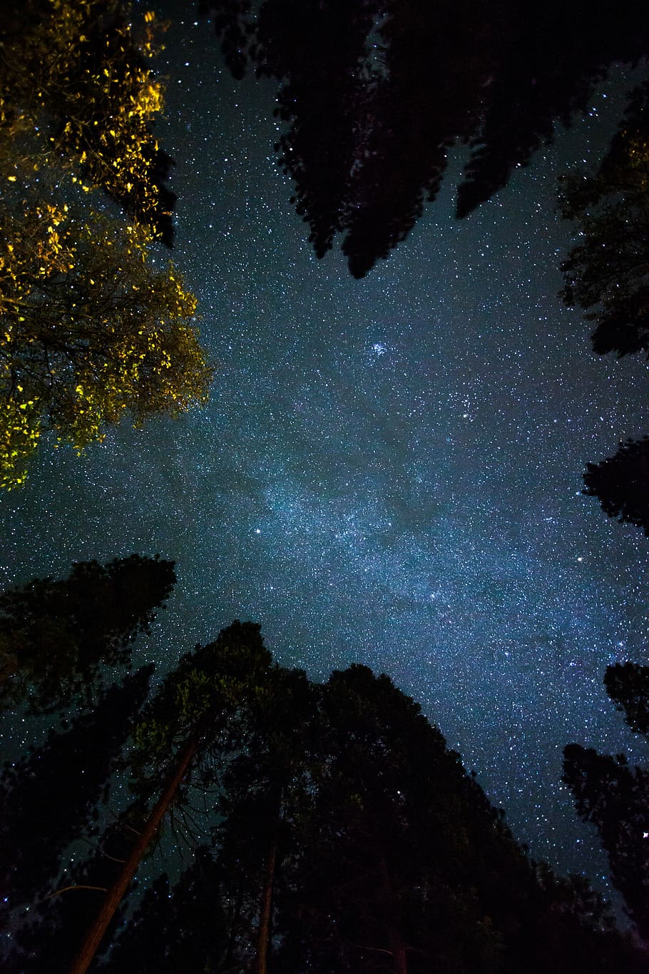 stars, green, tall, trees, night, forest, time, nature, sky, constellation