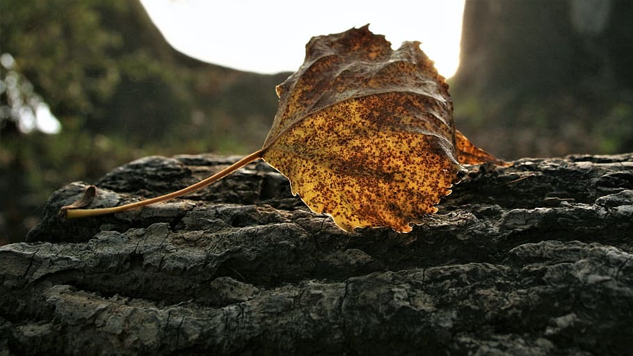 morning, dry leaf, speckled, autumn, nature, park, macro, porous, the structure of the, leaf