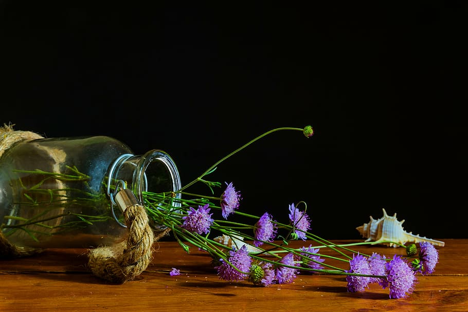 purple flower lot, bodegones, still life, light, color, bottle, leaves, flower, glass, indoors
