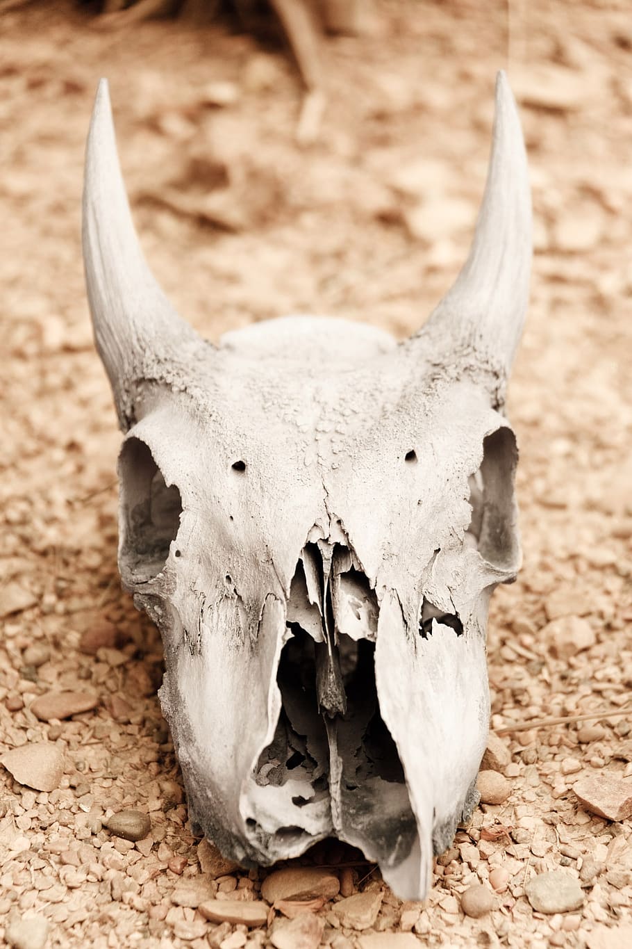 white, animal skull, beige, surface, arid, bone, dead, death, decay, desert