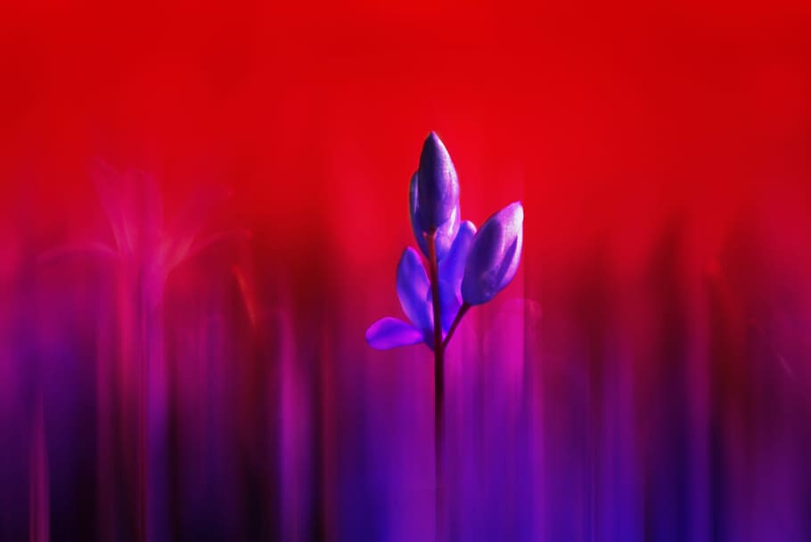 Flower, Plant, Abstract, Out Of Focus, garden, red, purple, spring, seeds, nature